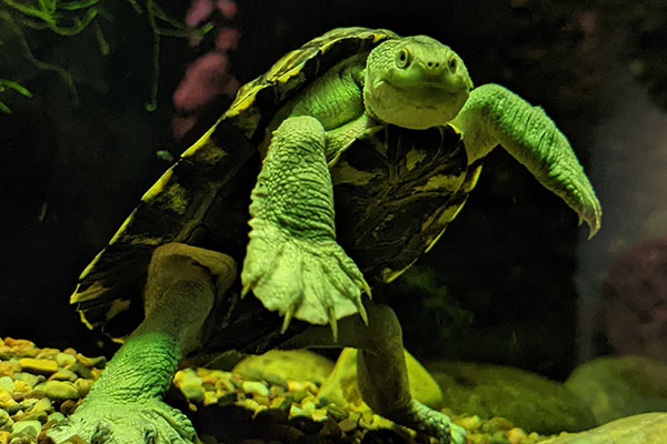 Bellinger River Snapping Turtle (Myuchelys georgesi) are critically endangered in NSW and live in deep pools of clear permanently flowing streams.