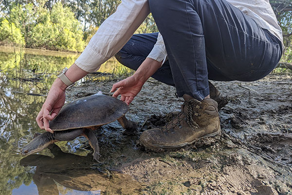 DPE Water staff with Broad-shelled turtle (Chelodina expansa) during the turtle tracking project in the Gwydir floodplain.