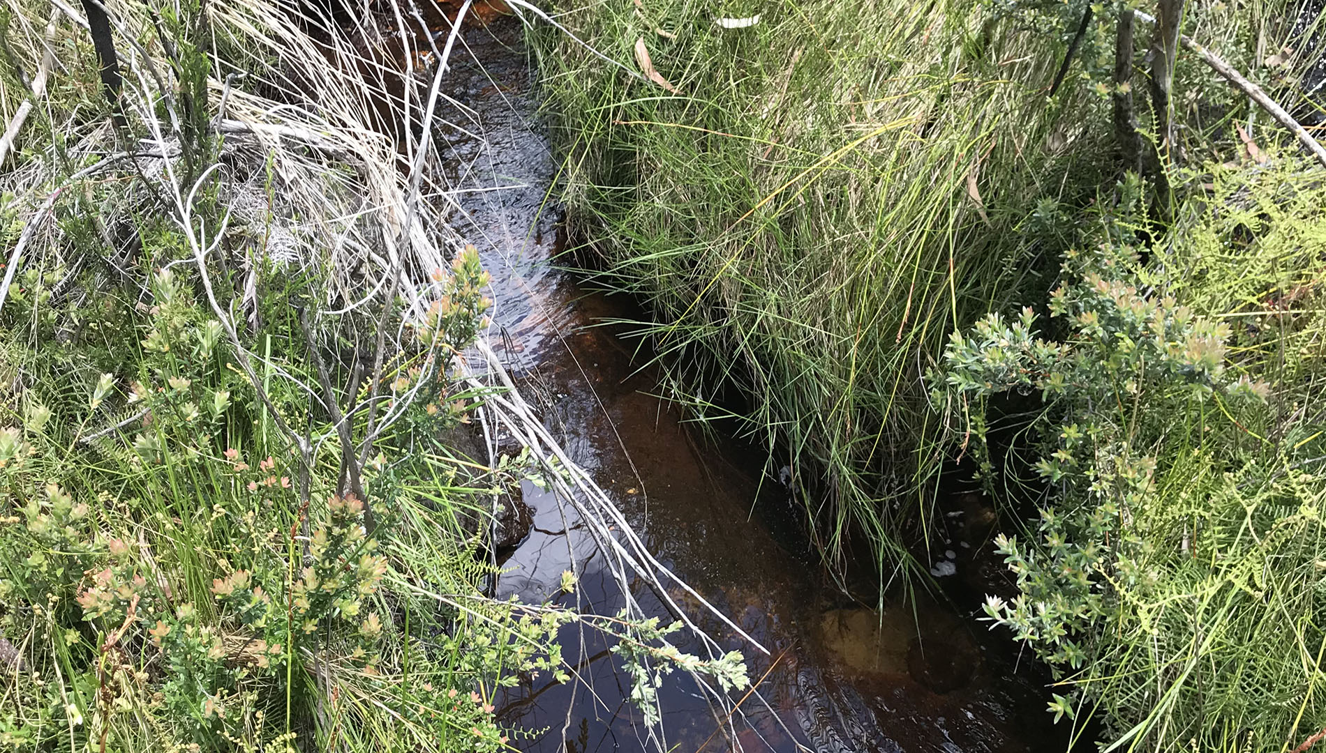 The surface water discharge from an upland swamp. The water discharged from swamps has filtered through swamp sediments and may carry giant dragonfly environmental DNA from burrows in the swamp.