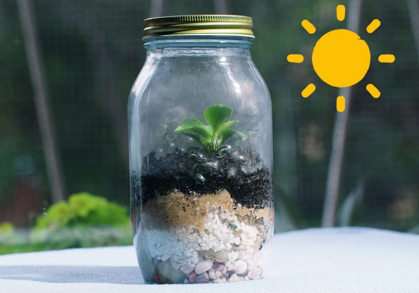 Terrarium with small green plant.