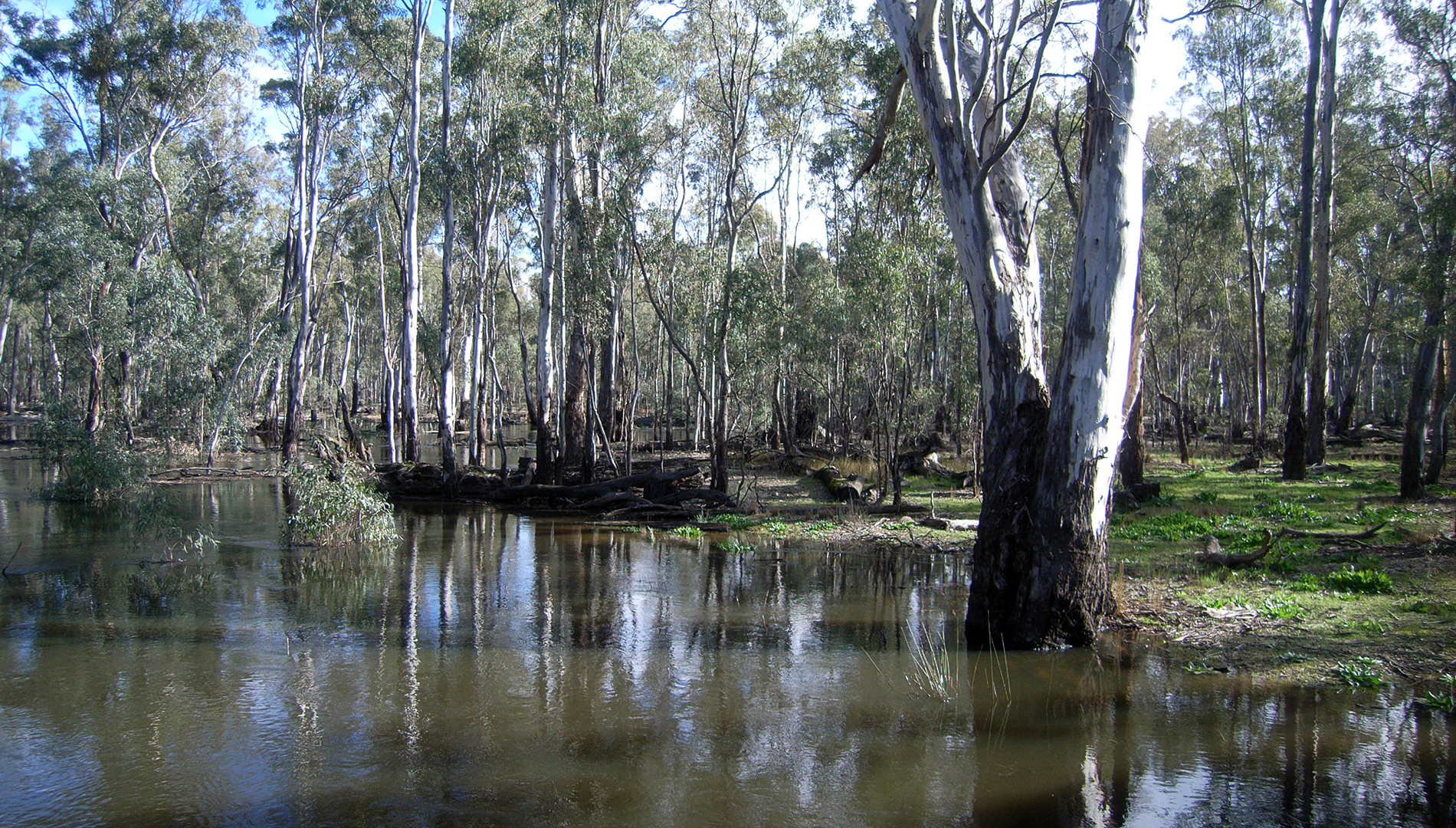 River red gums in the Millewa Forest.