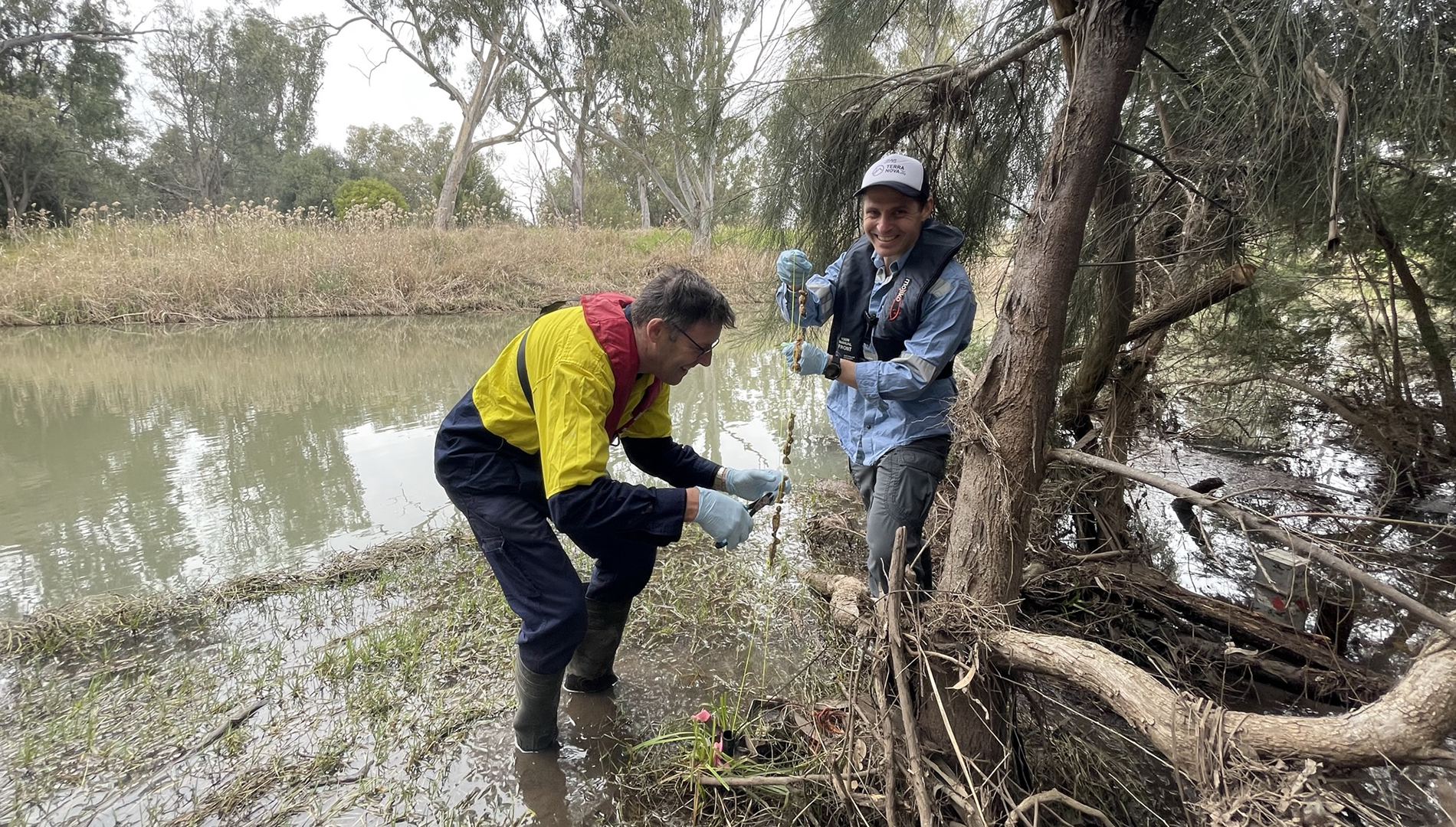 Sampling sediment bags for microbial impacts due to groundwater level changes. Photo: Kathryn Korbel (Macquarie University, 2022).