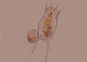 Example of a common freshwater zooplankton: Rotifer species. They are omnivores feeding on microscopic particles and are an important food source for aquatic insects, tadpoles and juvenile fish.