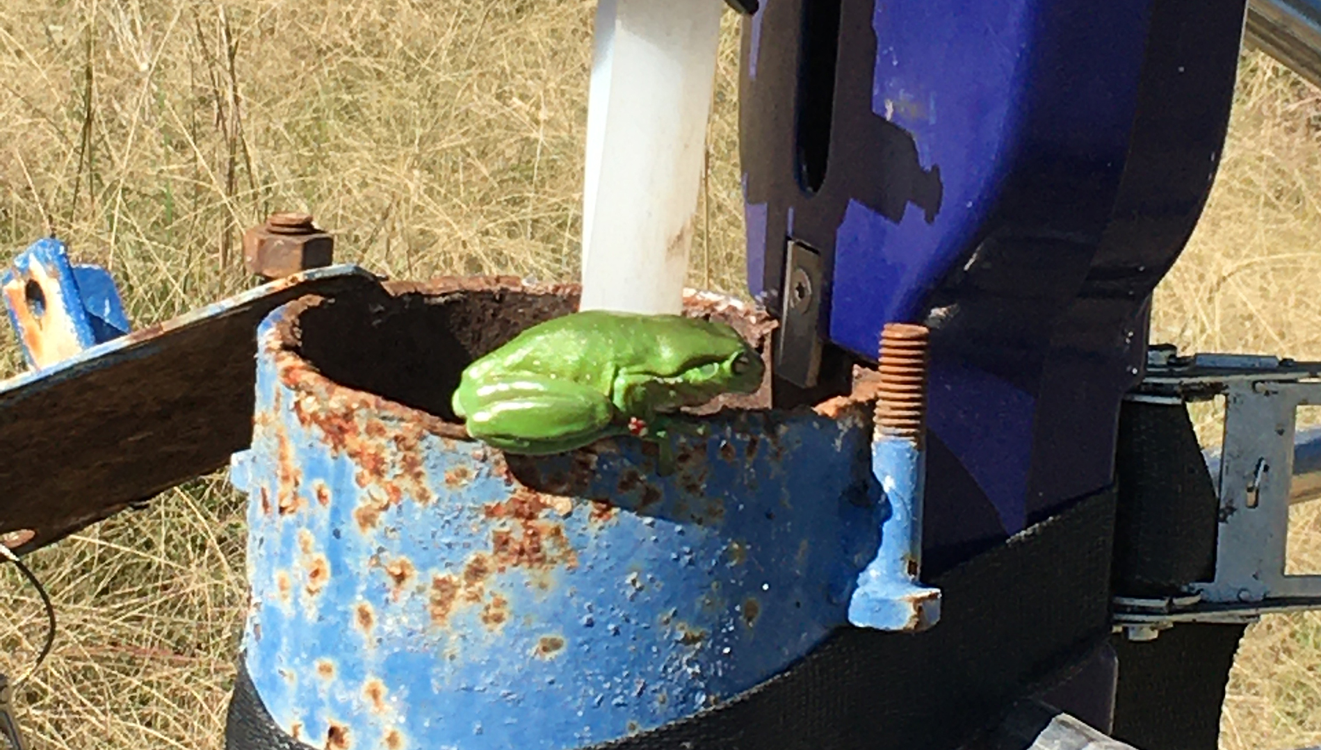 Making use of available habitat. Frogs are a common occurrence within groundwater bores. Photo taken at a site near Boggabri, Namoi Catchment whilst measuring water quality. Photo: Jodie Dabovic (DPE Water/Macquarie University 2022).