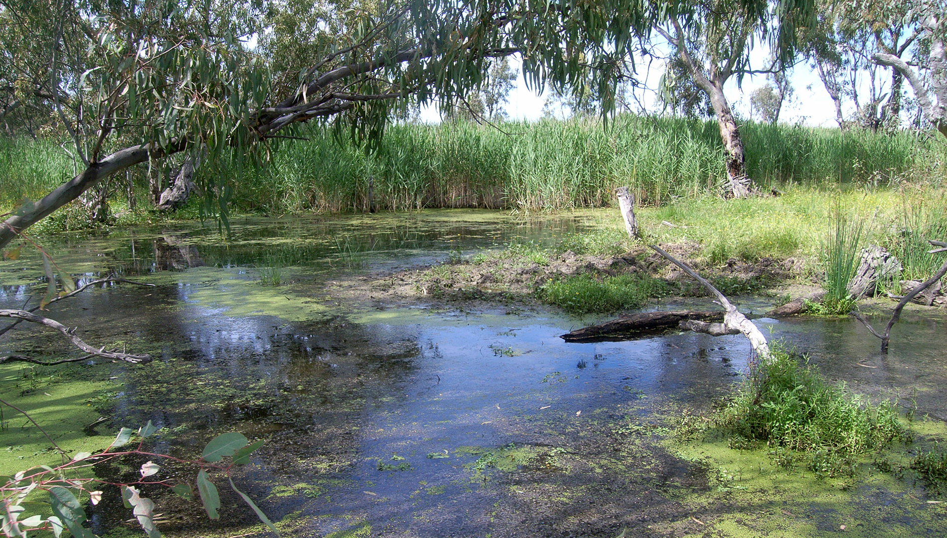 Groundwater dependent Macquarie Marshes. Photo: Sharon Bowen (DPE Water).