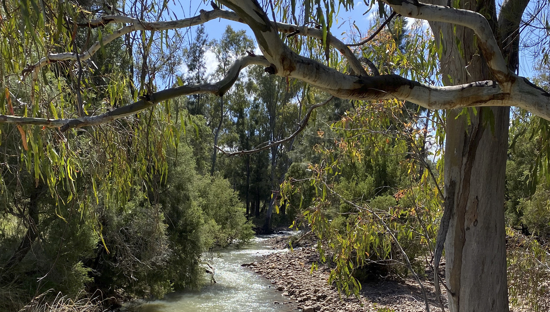 Riparian river red gum community at Middle Creek, Namoi Catchment. Middle Creek is connected to groundwater upstream of the Elfin crossing. Photo: Sharon Bowen (DPE Water, 2022).