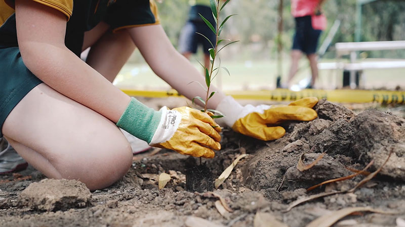 Image of a person on a knee and planting a tree