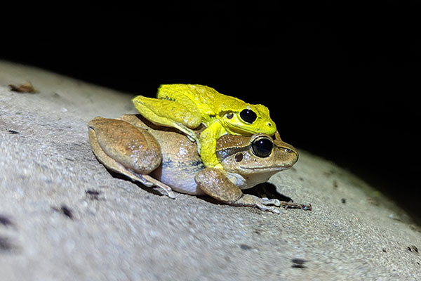 Stream frogs depend on river flows for breeding and juvenile development - Stony Creek Frog (Litoria leseuri).