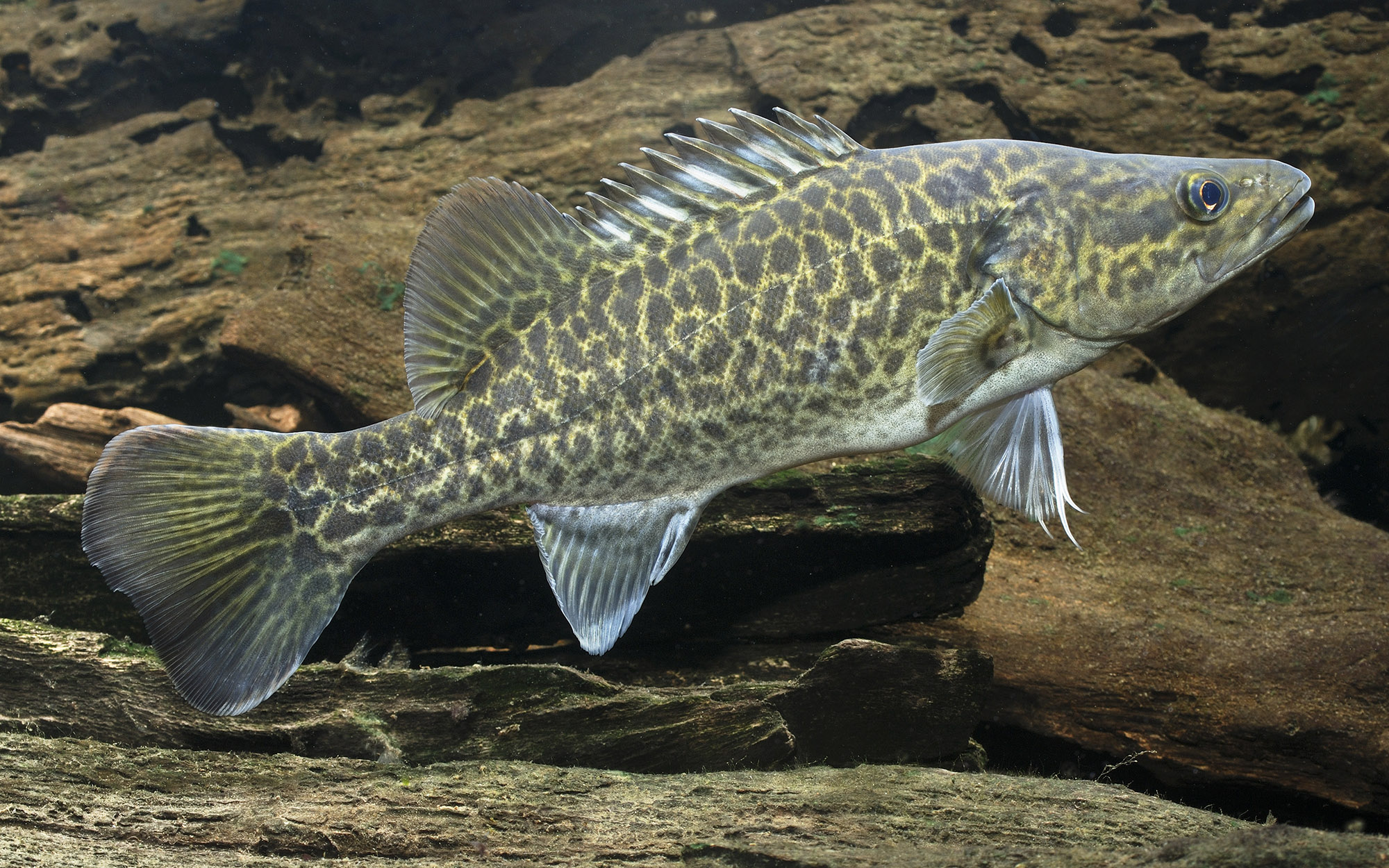 Murray Cod (Maccullochella peelii) generally prefer slow flowing, turbid water in streams and rivers, favouring deeper water around boulders, undercut banks, overhanging vegetation and logs. Photo by Gunther Schmida. 