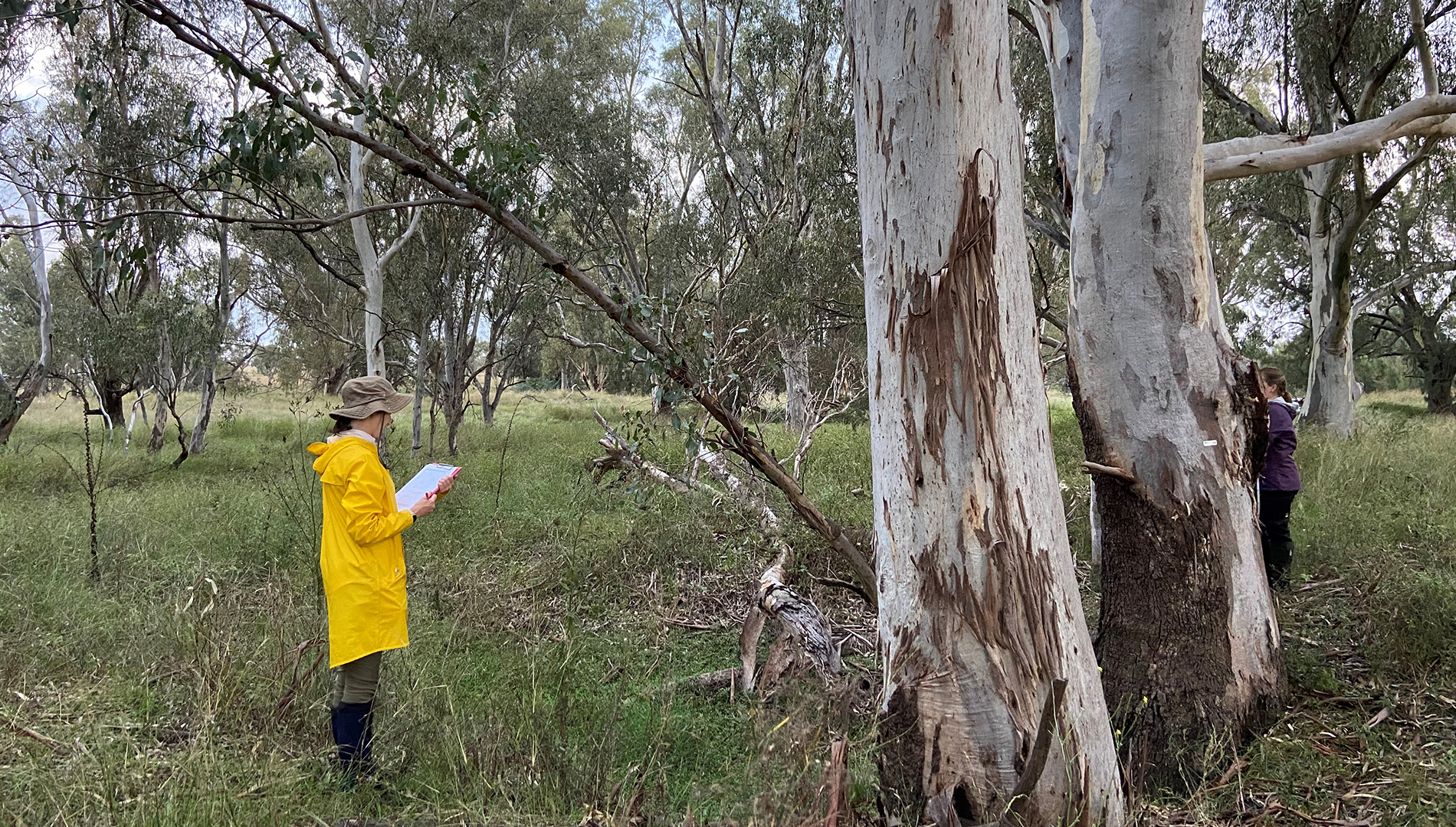 DPE field team measuring tree growth and health in the Northern Murray Darling Basin.